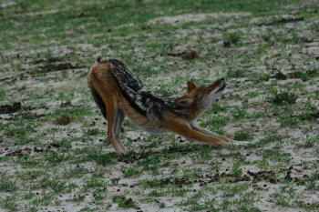 A black-backed jackal enjoying a good stretch.