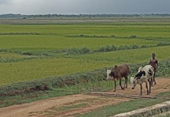 Local returning from the fields — Madagascar. Photo by Joyce Bruck