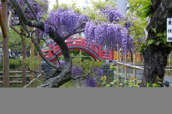 Wisteria and bridge at Kameido Tenjin Shrine, Tokyo. Photo by Clyde F. Holt
