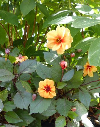 Summer bedding plants brighten the greenery in London's Victoria Embankment Gardens.