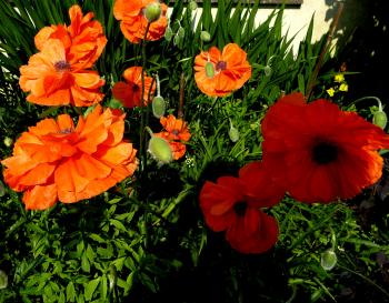 Bright poppies catch the eye in The Crystal Garden — Wales.