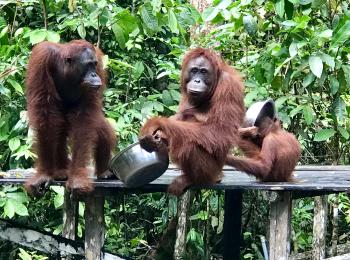 Orangutan antics kept me mesmerized at a feeding station in Tanjung Puting National Park on the island of Borneo.