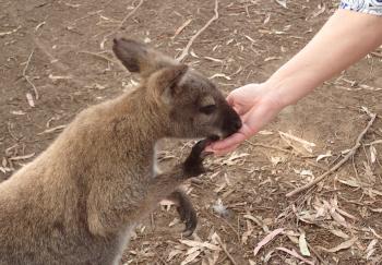 Getting up close at the Kangaroo Island Wildlife Park.