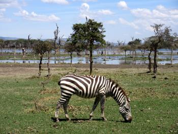 A zebra at Lake Naivasha, Kenya. Photo by Bob Loveland