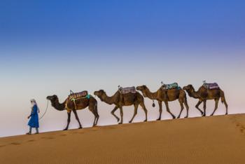 Camels at dawn in the Sahara.