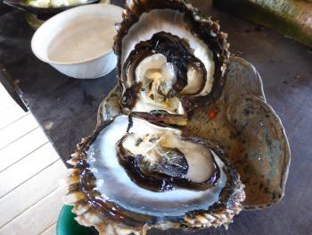 Oyster ready for a pearl. Photo by Jerry Vetowich