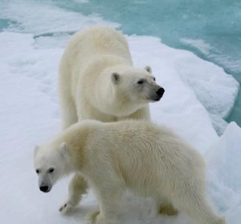 Polar bears at Bjørnsundet.
