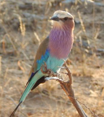 A lilac-breasted roller seen in Kruger National Park.