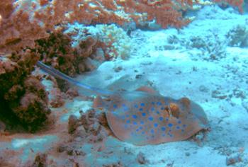 Blue-spotted ribbontail ray at rest underneath staghorn coral — Red Sea. Photos by Debi's fellow diver Victor