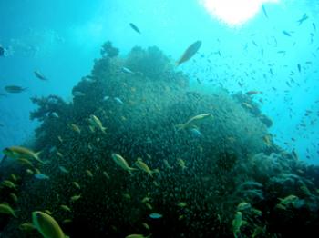 School of fish in the Red Sea.