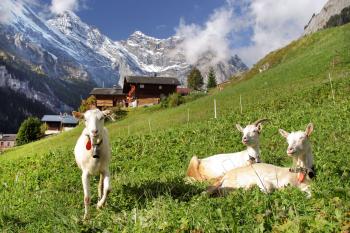 Life is good in Switzerland’s Gimmelwald, even for sunbathing goats.