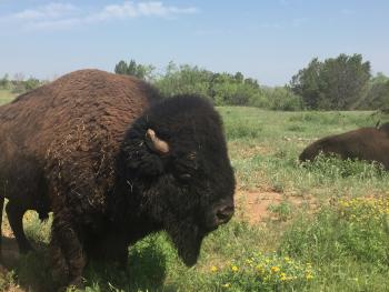 Bison roam Caprock Canyons in Texas.