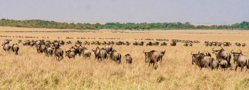 Almost everywhere we looked there were thousands of wildebeests forming into lines and moving slowly north toward the Mara River. When seen from a distance, they looked like lines of ants.