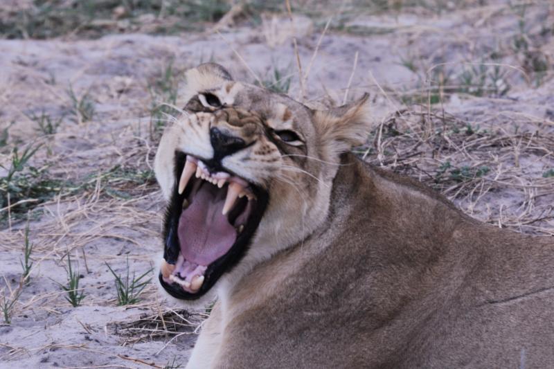Lioness seen during our stay at Kwara Camp.