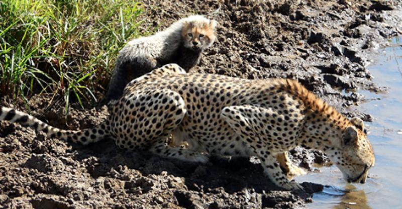 Cheetahs in the Maasai Mara National Reserve, Kenya. Photo: Bob Loveland