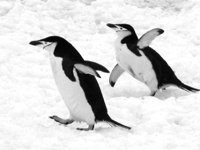 Chinstrap penguins provided entertainment as they wobbled down the ice.