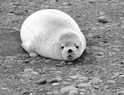 A Weddell seal on Petermann Island.