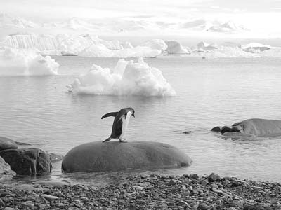 A bathing gentoo off of Petermann Island.