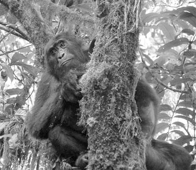 A gorilla at Bwindi Impenetrable Forest in Uganda. Photos: Neilson