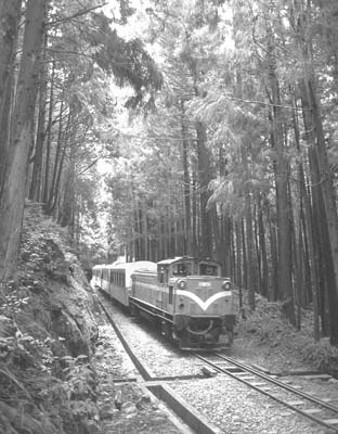 The train passes through a variety of landscapes along its journey, such as the lush forest seen here.