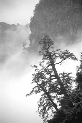 Trees silhouetted against a misty landscape in Taiwan.