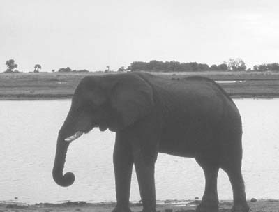 An elephant walks along the Chobe River.