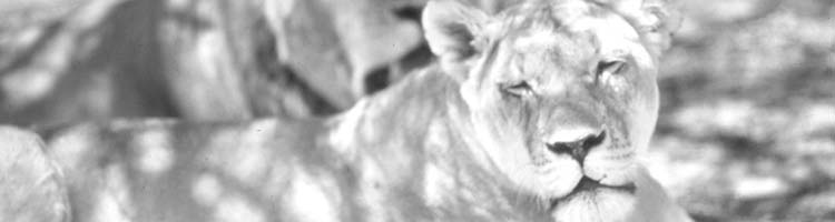 A pair of lions resting after mating, which can be as often as 50 times a day. 