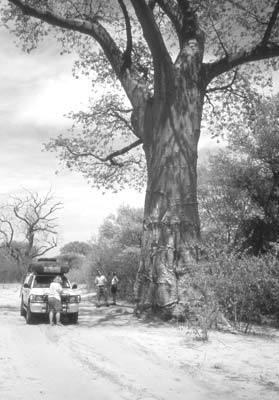 The water-storing baobab tree.