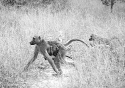 Baboon and baby spotted on safari.