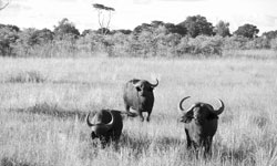 Cape buffaloes near Makalolo Plains, Zimbabwe.