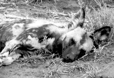 African wild dog taking a nap. This species is one of the scarcest in South Africa.