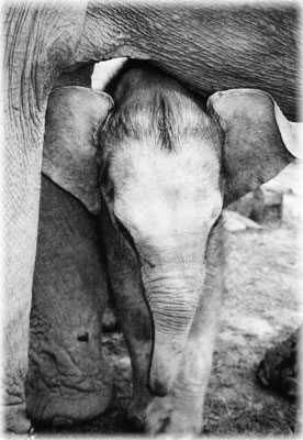 We were able to pet this one-month-old calf. Domestic elephant births are rare.