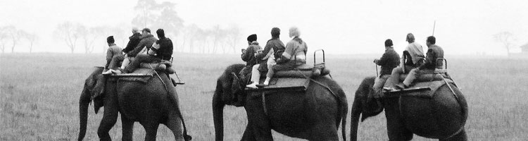 Early morning safari at Kaziranga. The riders are astride each elephant on a long saddle rather than sitting sideways on a "tabletop," a style found only in Assam.