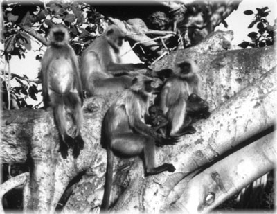  Langur monkeys at Ranthambore.