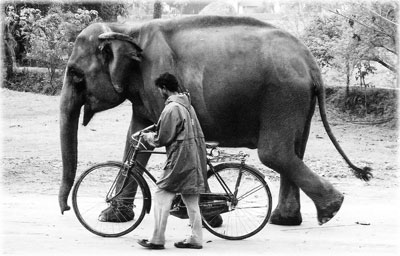 Two modes of transport at Kaziranga. The mahout is guiding his elephant back to her barn before riding his bike home.