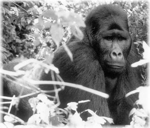 Silverback gorillas, like this one that I photographed on a previous trip to the Congo, didn’t want to come out of the jungle to afford us a clear view during my visit to Uganda’s Mgahinga National Park, although most times you are able to see them.