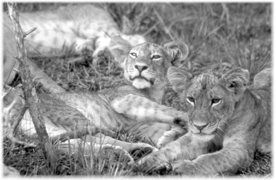 Two lion cubs in Murchison Falls National Park.