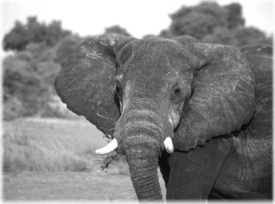 Eye-to-eye encounter in Murchison Falls National Park, the largest park in Uganda. 