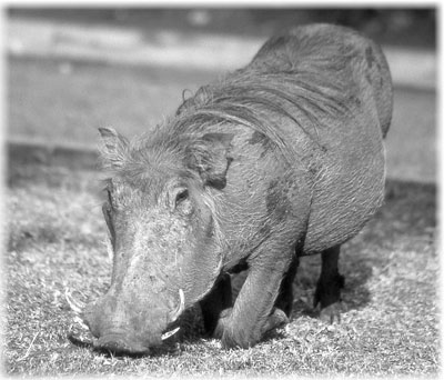 Warthogs eat on their front knees.