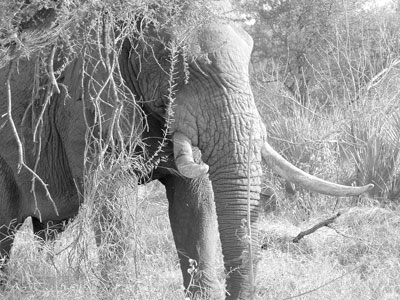 This one was almost too close — Kruger Park. Photos: Moore