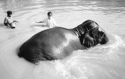 Lawann enjoys her 6:30 a.m. bath in the Mekong River. Kwan Nan, Lawann’s full-time mahout, and Esther get ready to give her a good scrub.