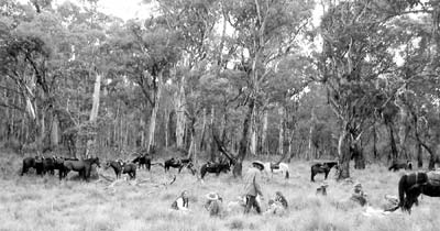 Taking a lunch break in the bush.