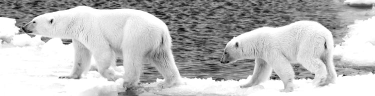 A polar bear and cub crossing the sea ice.