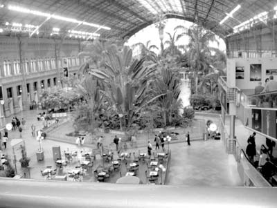 You almost expect to hear monkeys chattering in the former train hall of Madrid’s Eiffel-built Atocha Station. Photo: Patricia Wood
