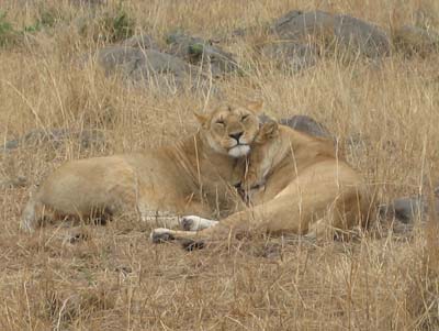 Lionesses nuzzling each other in greeting at Masai Mara Game Reserve.