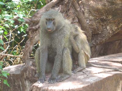 Young baboon grooming its parent at Lake Manyara National Park, Tanzania.