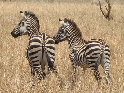 Zebras on the alert in the grasslands of Tarangire National Park, Tanzania.