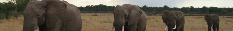 Teenage male elephants on the way home at sunset in Masai Mara Game Reserve, Kenya.