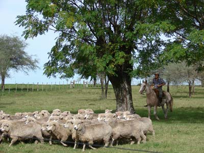 A gaucho herds sheep in Salto, Uruguay.