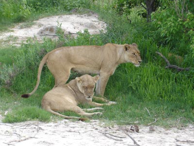 Lions at rest in the Okavango Delta. 